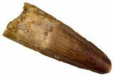 Juvenile Fossil Spinosaurus Tooth - Real Dinosaur Tooth #289838-1